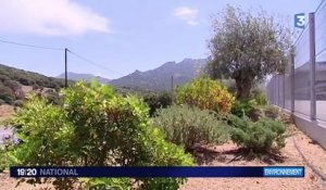Xylella Fastidiosa : la bactérie tueuse d'oliviers s'attaque à la Corse