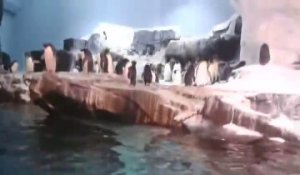Un pingouin s'échappe de son bassin à Seaworld