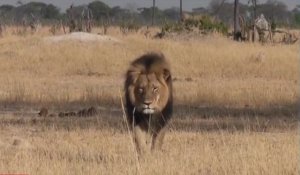 La mort du lion Cecil, à travers les télés américaines
