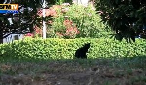 Marseille: des chats noirs tués dans des conditions atroces
