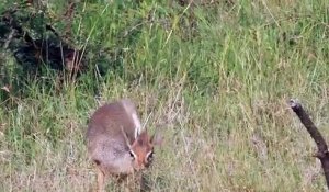 Ces petits faits sur les dik-diks feront que vous les adorerez