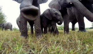 Des éléphants très curieux jouent avec une GoPro