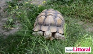 Une tortue géante découverte à Hesdin-l'Abbé et soignée à Calais