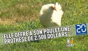 Une Américaine offre à son poulet une prothèse de 2.500 dollars
