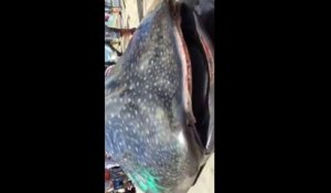 Un requin baleine découpé vivant sur un marché chinois - Cruel!