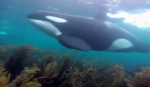 En pleine plongée il tombe sur des Orques énormes ! Little Barrier, Nouvelle Zélande