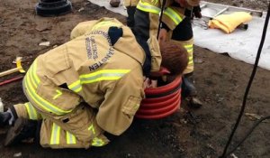Sauvetage d'un bébé renard coincé dans un tuyau d'évacuation