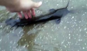 Insolite : des poissons-chats nagent dans les rues