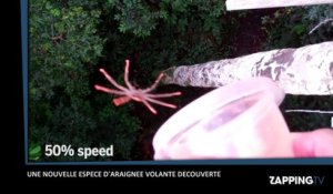 Une nouvelle espèce d’araignée volante découverte