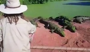 Un crocodile dévore la patte d'un de ses congénères