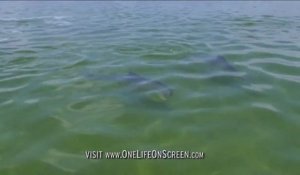 Technique de pêche des dauphins - Incroyable!