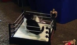 Deux chatons dans un mini ring