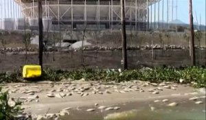 A un an des JO de Rio, des centaines de poissons retrouvés morts près du parc olympique