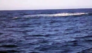 Insolite : Une baleine à bosse près du bassin d'Arcachon