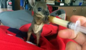 Nourrir un bébé wallaby