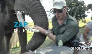ZAP DU JOUR #227 : Ne soyez pas un héros... / Un éléphant s'attaque à des touristes ! / Une chenille carnivore ! /