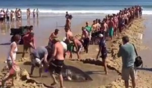 Une centaine de personnes tentent de sauver un requin blanc