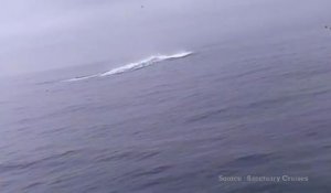 En Californie, une baleine à bosse retourne un kayak