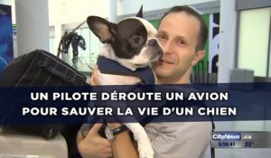 Un pilote déroute un avion pour sauver la vie d'un chien