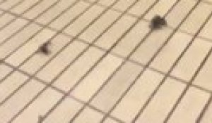 Invasion de crabes dans le métro de Newcastle