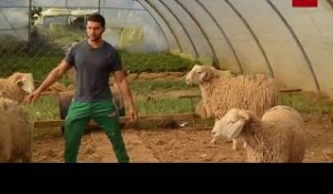 Revente de moutons pour l'Aïd Al Adha, un juteux marché