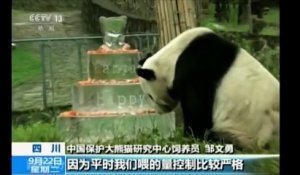 Le panda Pan Pan, 130 descendants, fête ses 30 ans