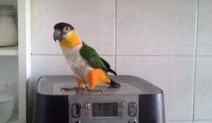 Un perroquet fait une danse irlandaise sur une cafetière