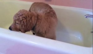 Un Golden Retriever prend son bain tout seul