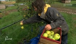 Agriculture : La cueillette des pommes a débuté en Vendée