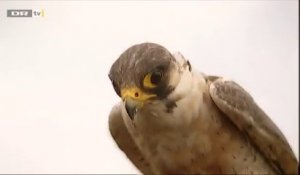 Il relâche son faucon près d'une autoroute : Erreur Fatale pour l'oiseau