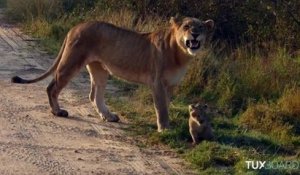 Maman Lion apprend la vie à son bébé