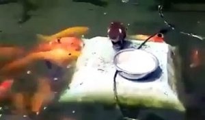 Un canard nourrit des poissons rouges... trop mignon
