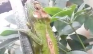 Assistez à la naissance d'un bébé caméléon en direct !