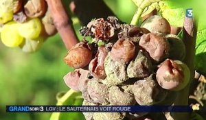 LGV : une mauvaise nouvelle pour les vignerons de la région de Sauternes