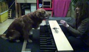 Ce chien jouent des notes de piano à l'oreille...