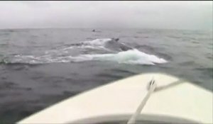 Une vingtaine de baleines à bosse au large de Saint-Pierre-et-Miquelon