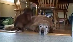 Ce chien dort sur le dos d'un autre chien... Pas de panier? Pas grave
