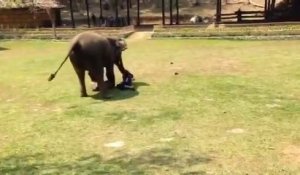 Cet éléphant vient pour défendre son maitre. Enorme!!!