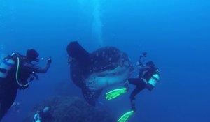 Un énorme poisson lune