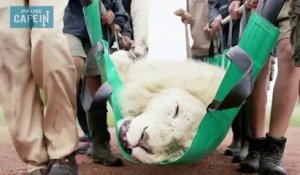 Un dentiste met fin aux souffrances de ce lion