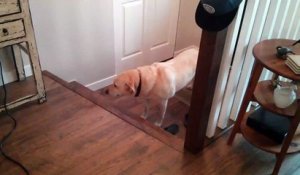 Ce chien est trop nerveux pour monter les escaliers... Hilarant!