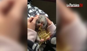 Découvrez « Baby », le rat qui mange des spaghettis