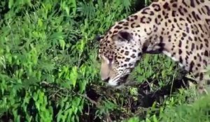 Un jaguar plonge pour attaquer un caïman