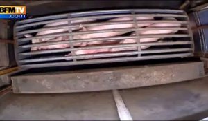 VIDEO Alès : fermeture de l'abattoir de l'horreur après la diffusion d'images chocs