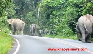 Ce motard se fait encercler par des éléphants sauvages