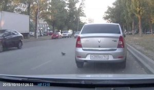 Un pigeon traverse une route au mauvais moment