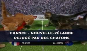 Rugby: Le match France - Nouvelle-Zélande rejoué par des chatons