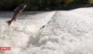 Des saumons filmés en slow motion remontent le courant d'une rivière