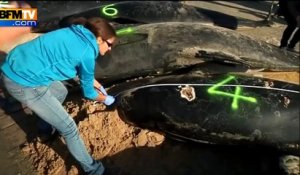 Dix baleines échouées sur la plage de Calais