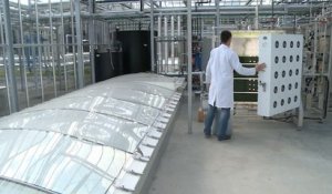 Les microalgues à St-Nazaire, une filière d'avenir